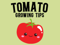 tomato growing tips