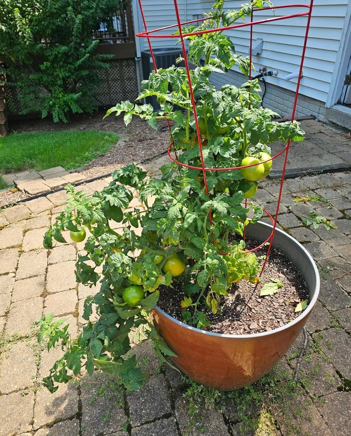 Thriving tomato plant with the best fertilizer