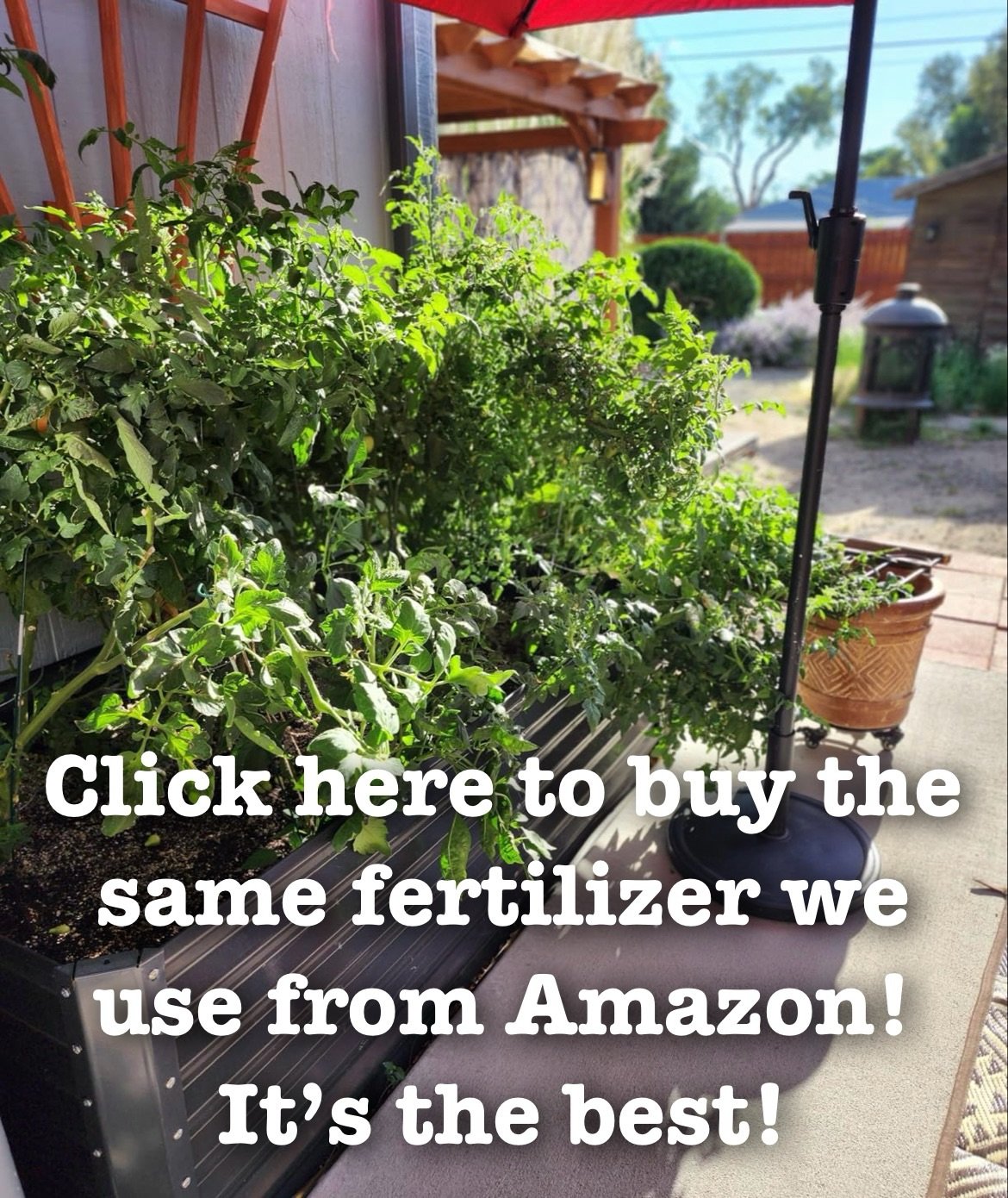 Best tomato fertilizer liquid