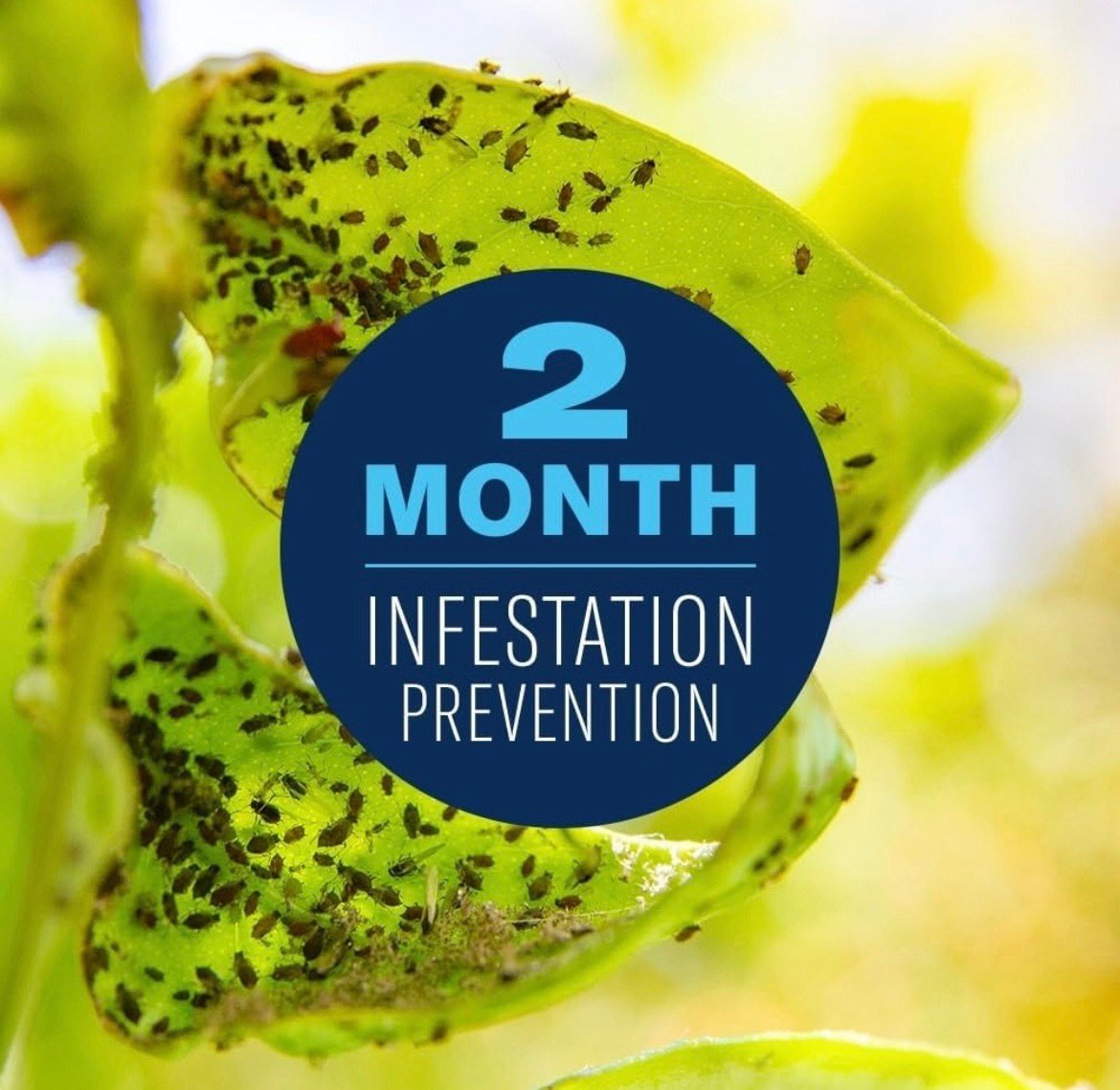 Prevent insects on tomato plants for up to 2 months