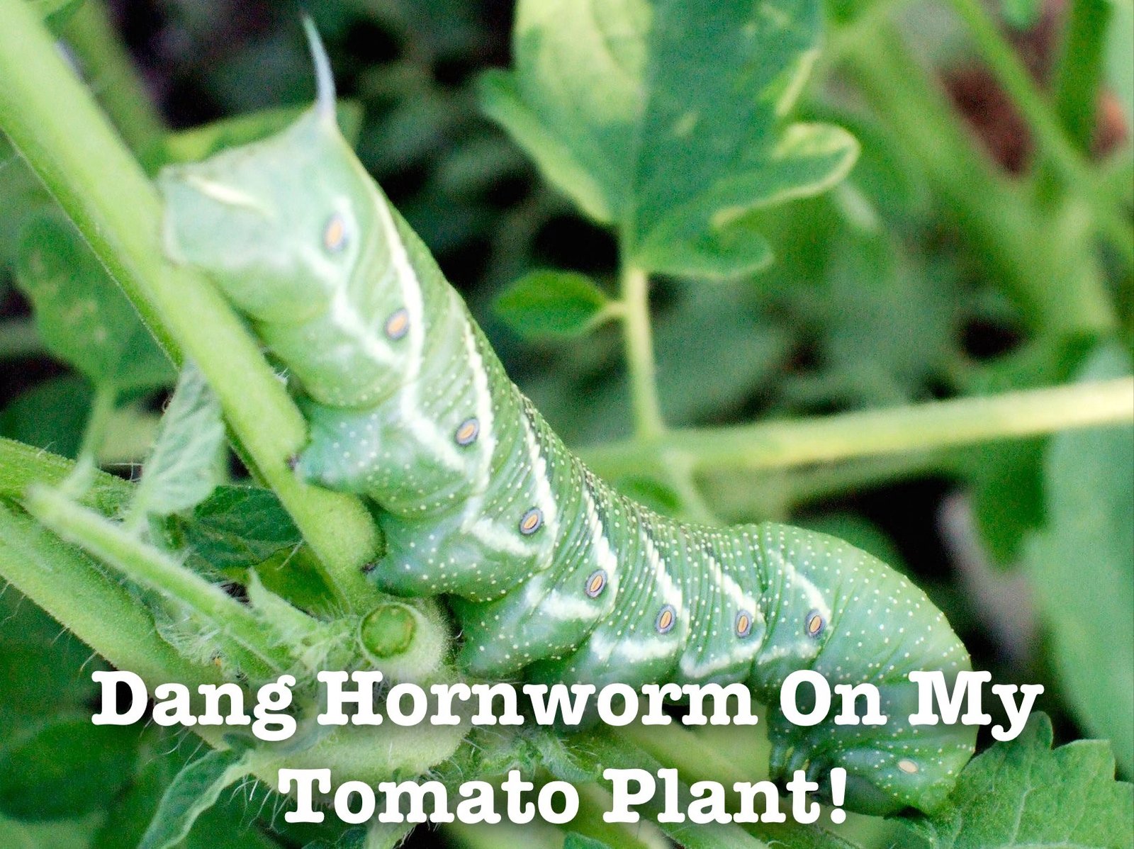 Horn worm on my tomato plant