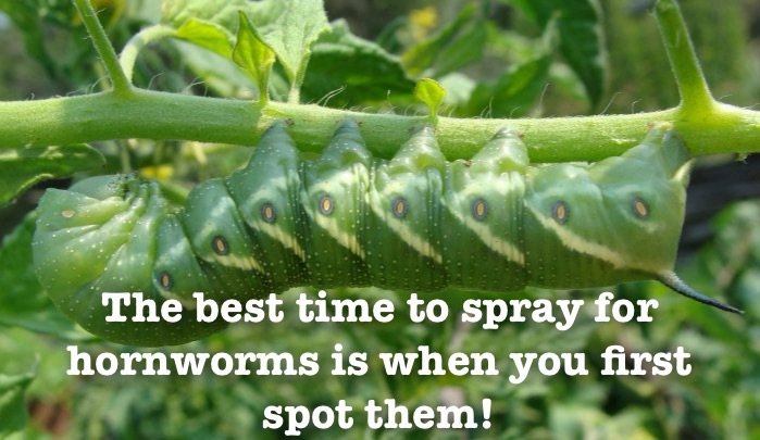 When is the best time to spray for hornworms?