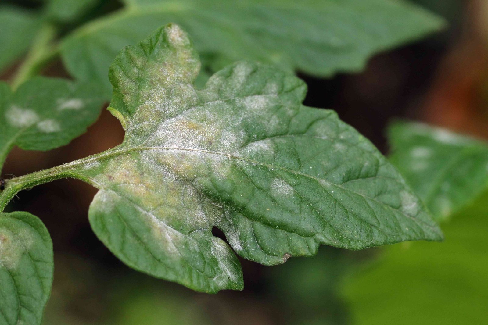 Tomato leaves turning white