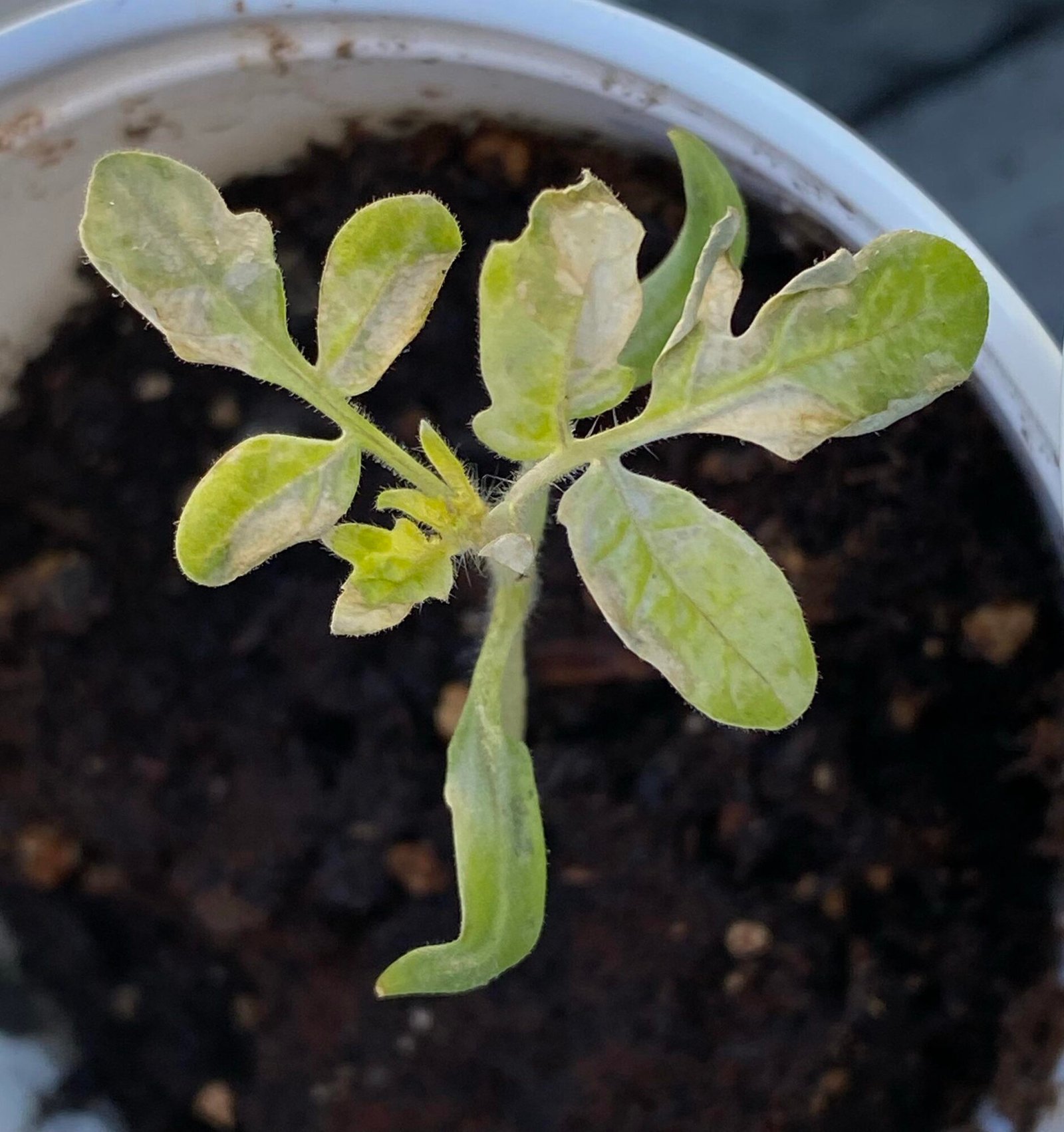 White tomato leaves