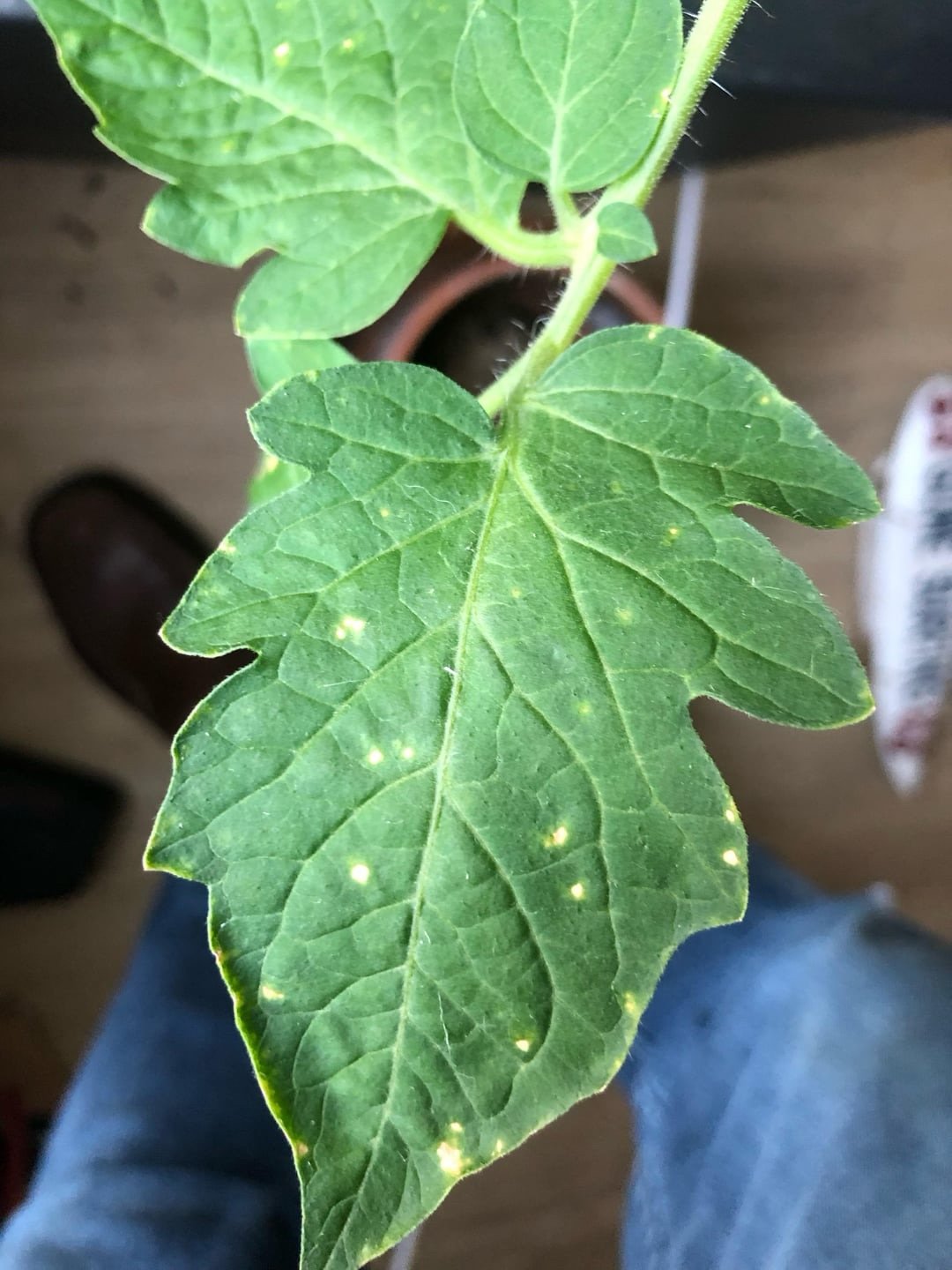 White spots on tomato plant