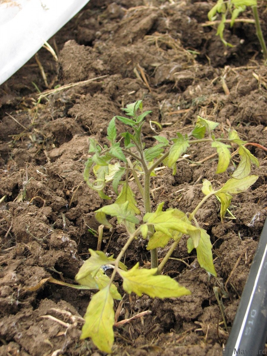 Tomato plant with PH that isn’t correct
