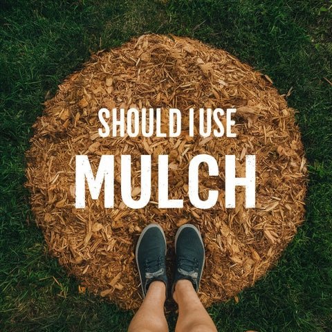Should I use mulch?