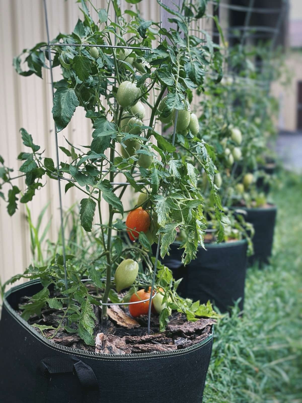 Healthy tomato plants