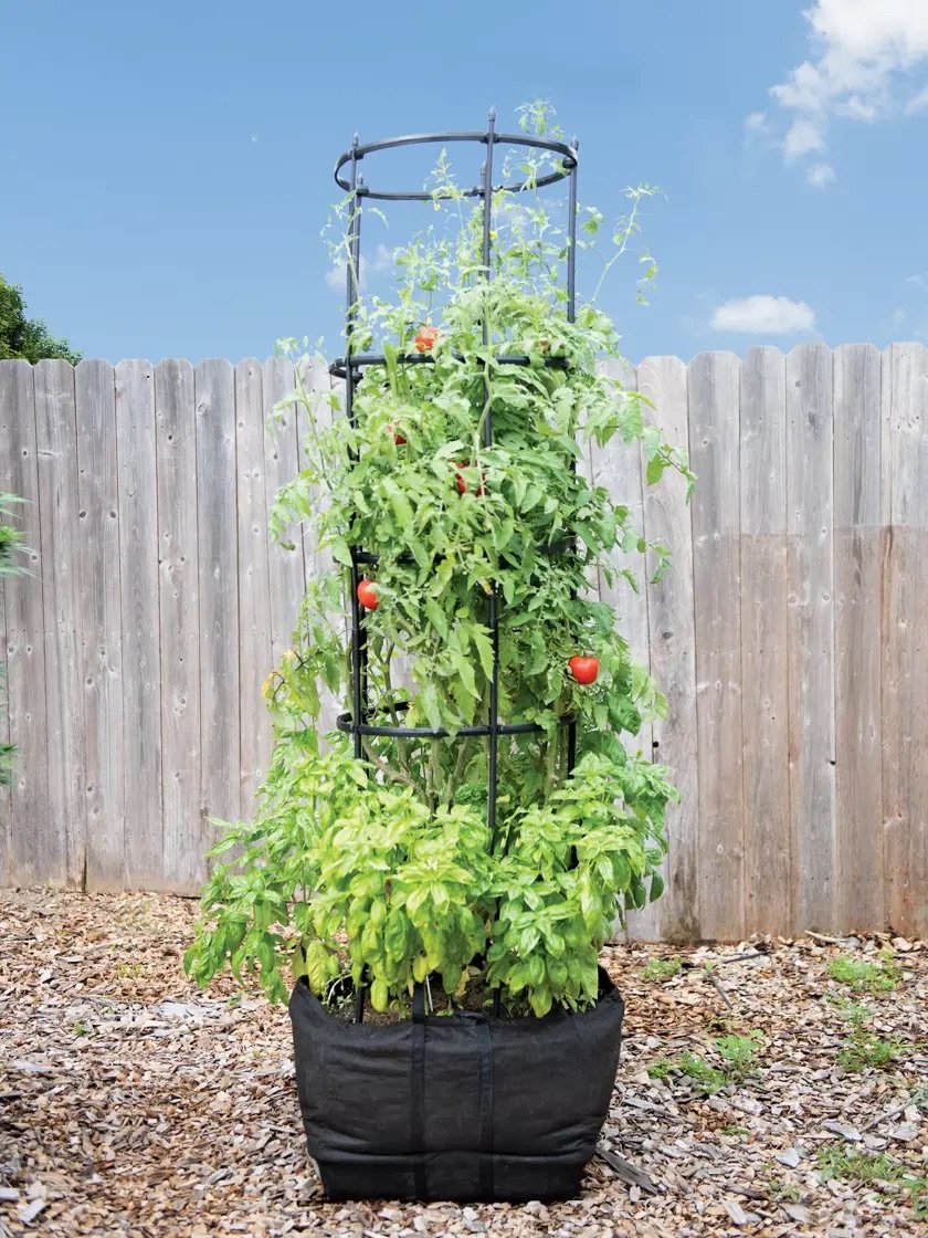 Large tomato plant that is healthy