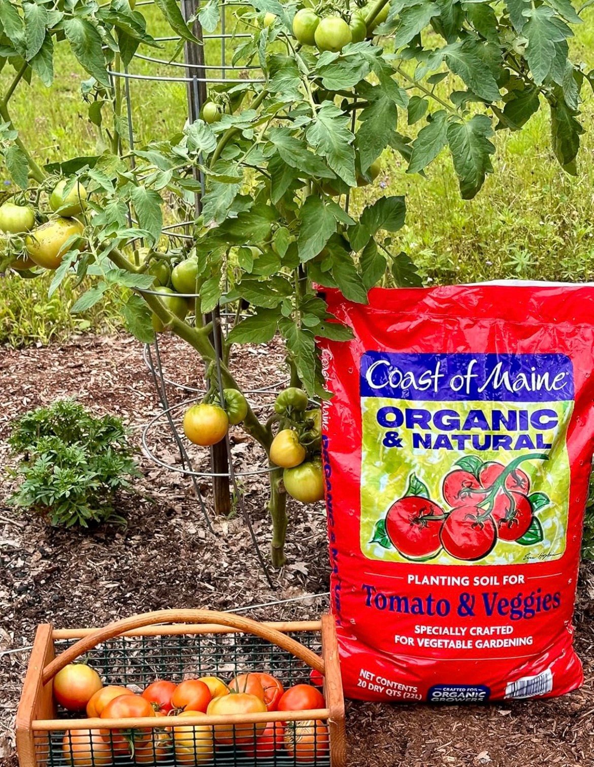 Best tomato potting mix to buy in Amazon