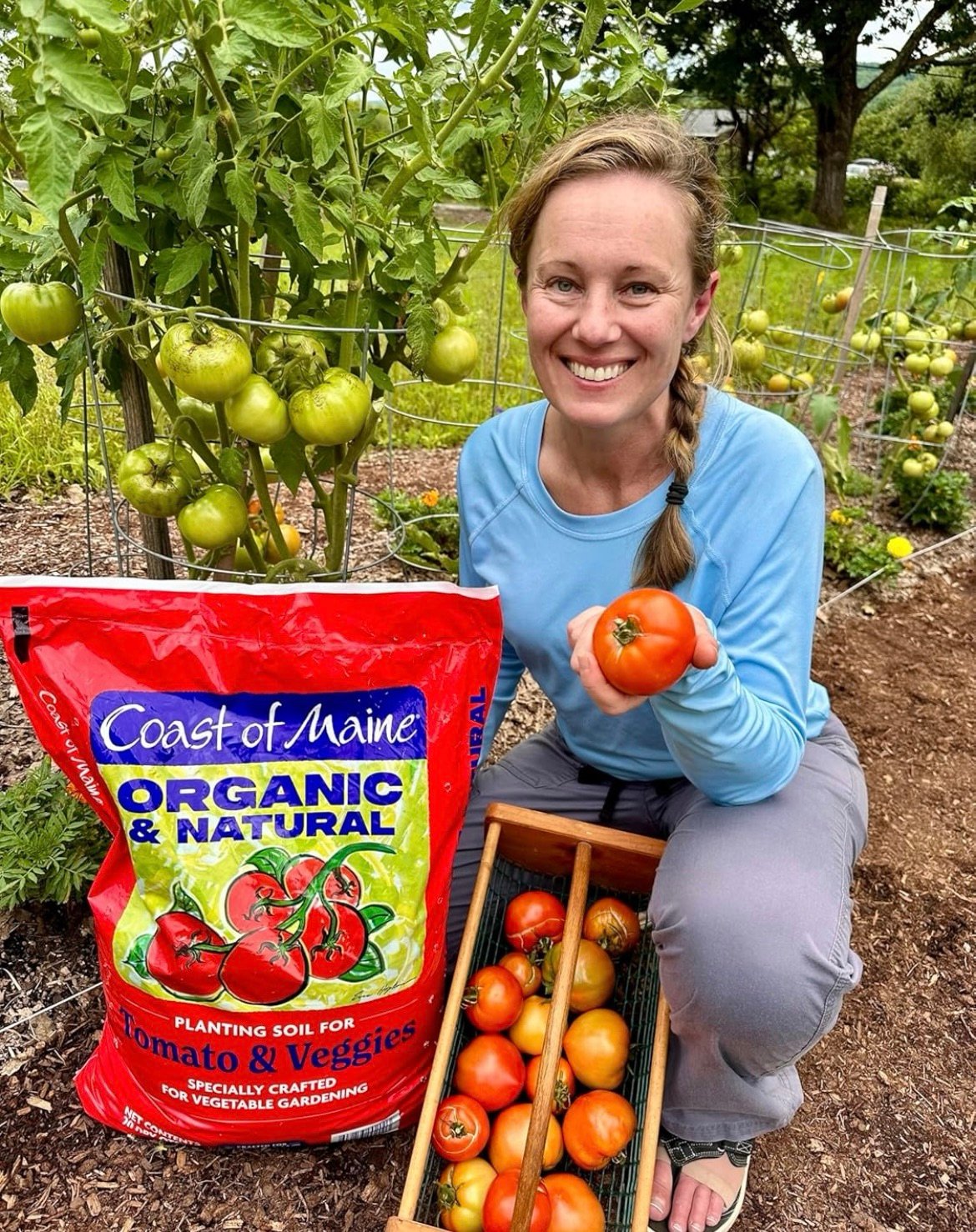 Best tomato potting mix