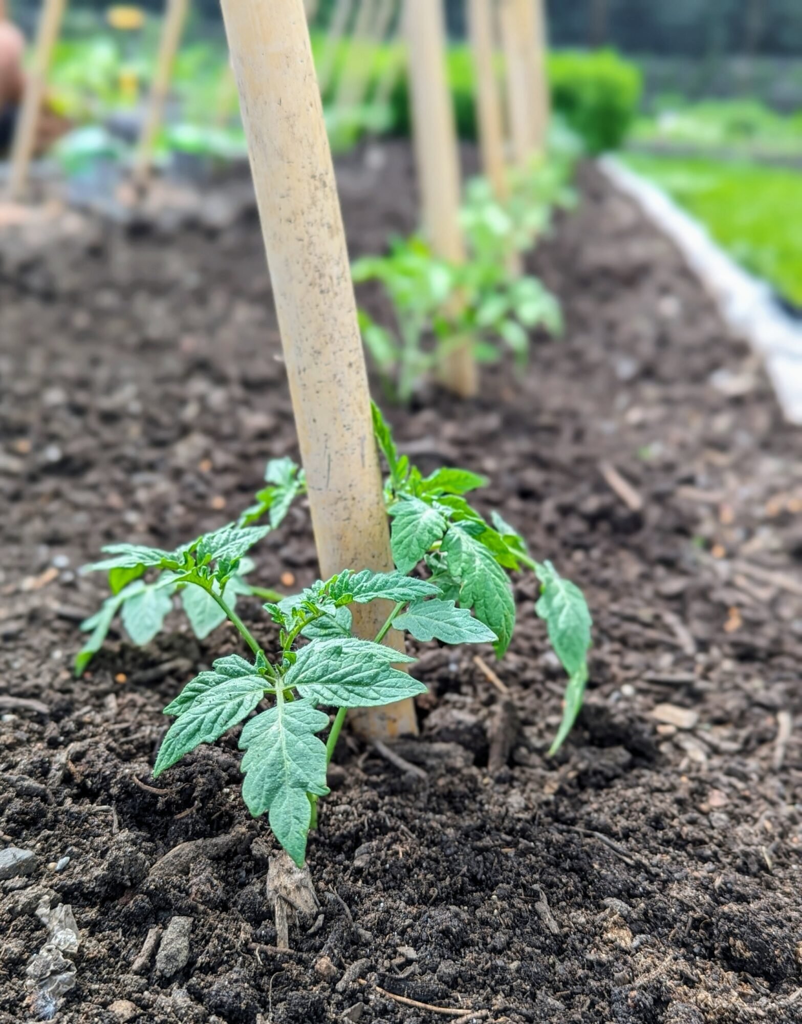 Tomato seedling plants