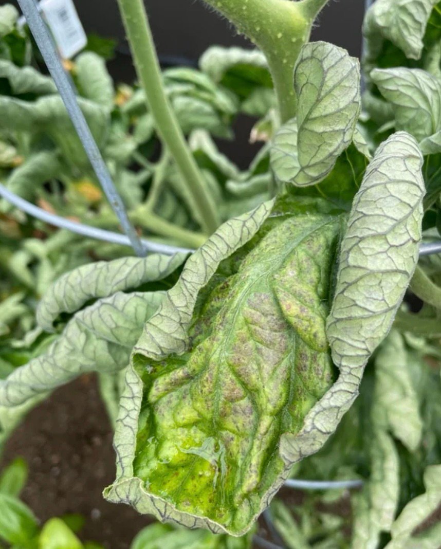 Nitrogen burn tomato plant