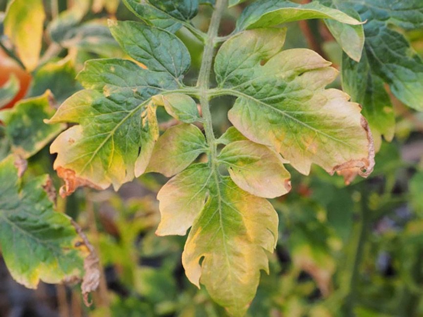 Fertilizer burn tomato plant