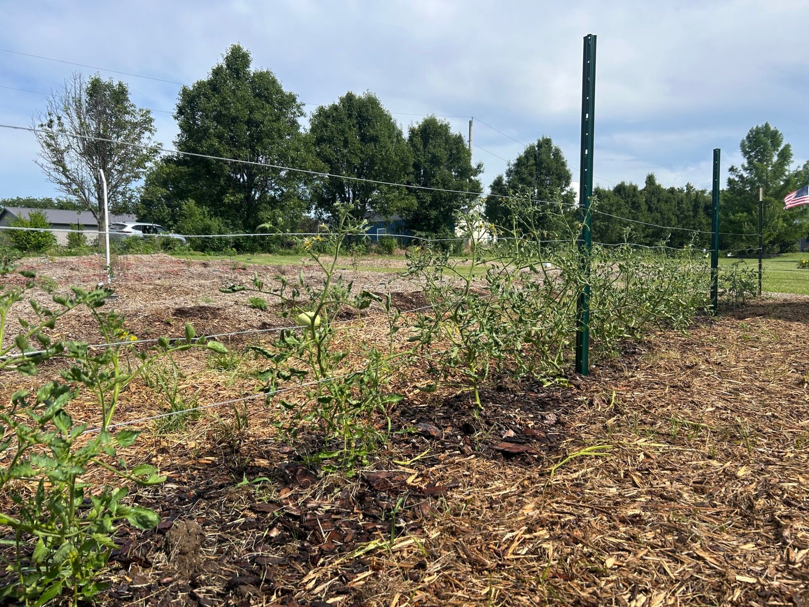 Growing tomato plants on trellis
