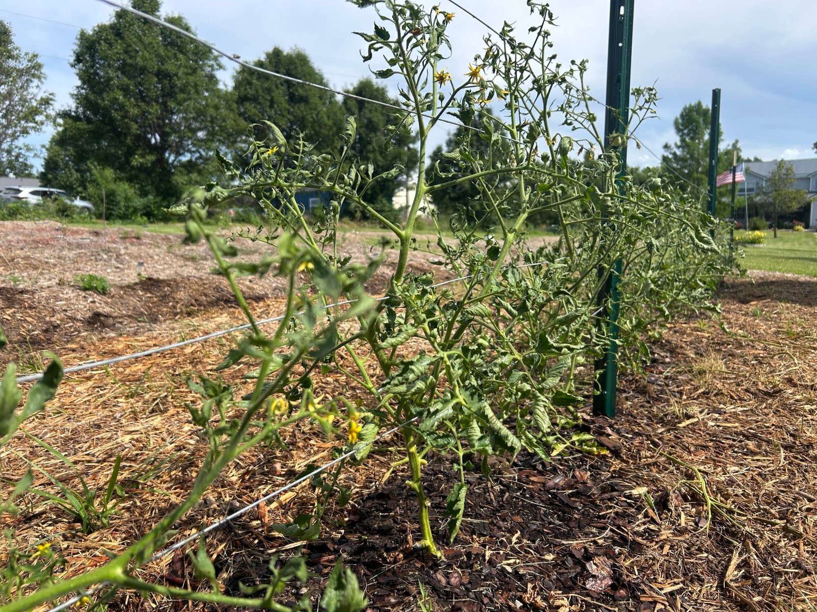 Tall growing tomato plants