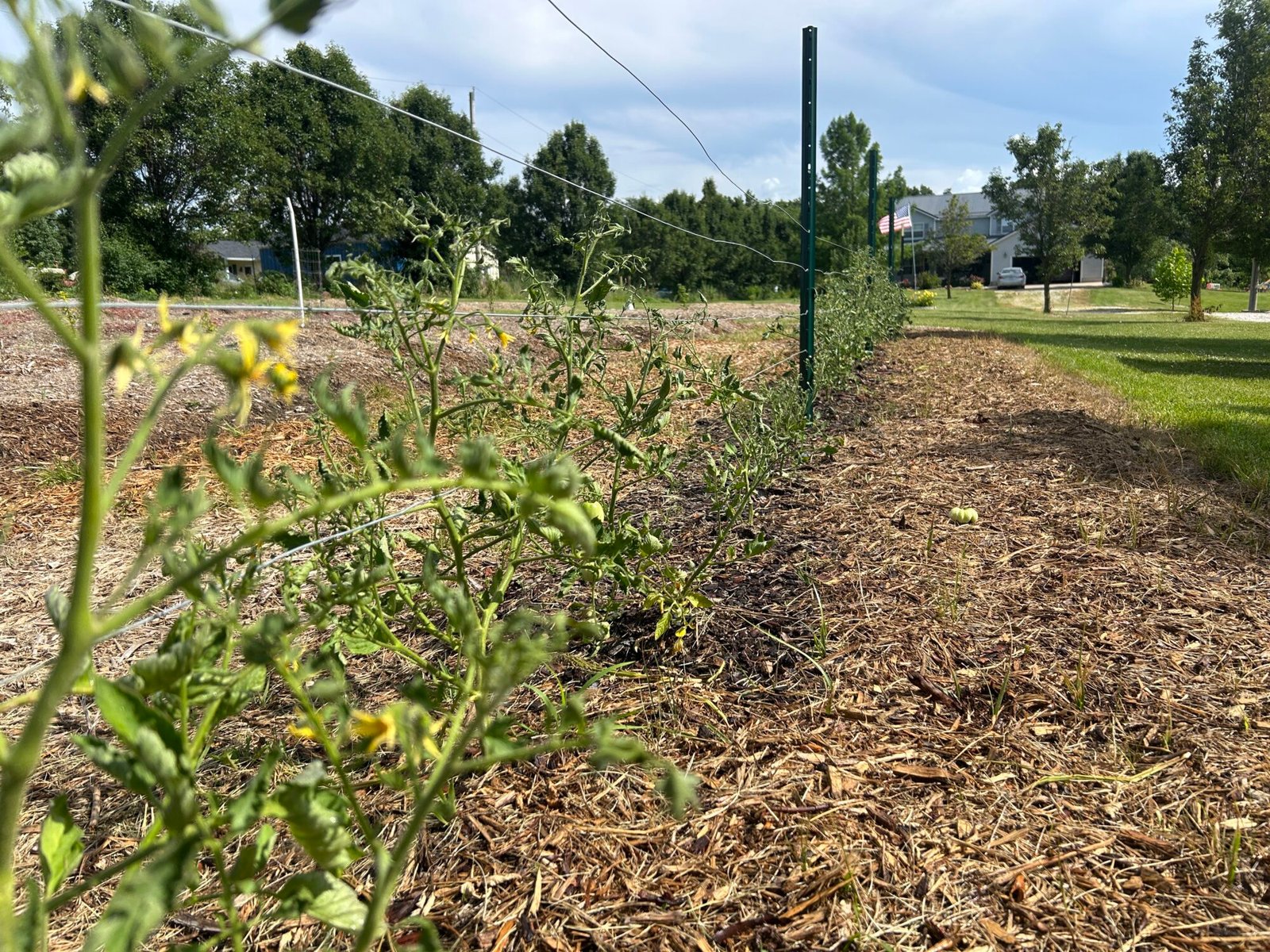Tomato’s growing on diy wire trellis