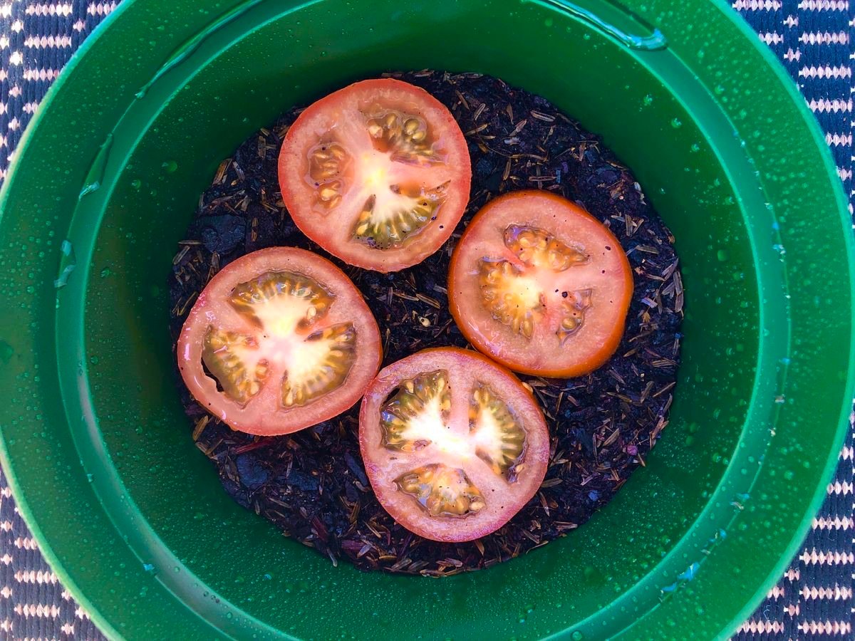 How to grow tomato plant from tomato