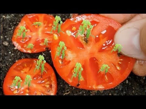 Grow tomato plant from tomato seed