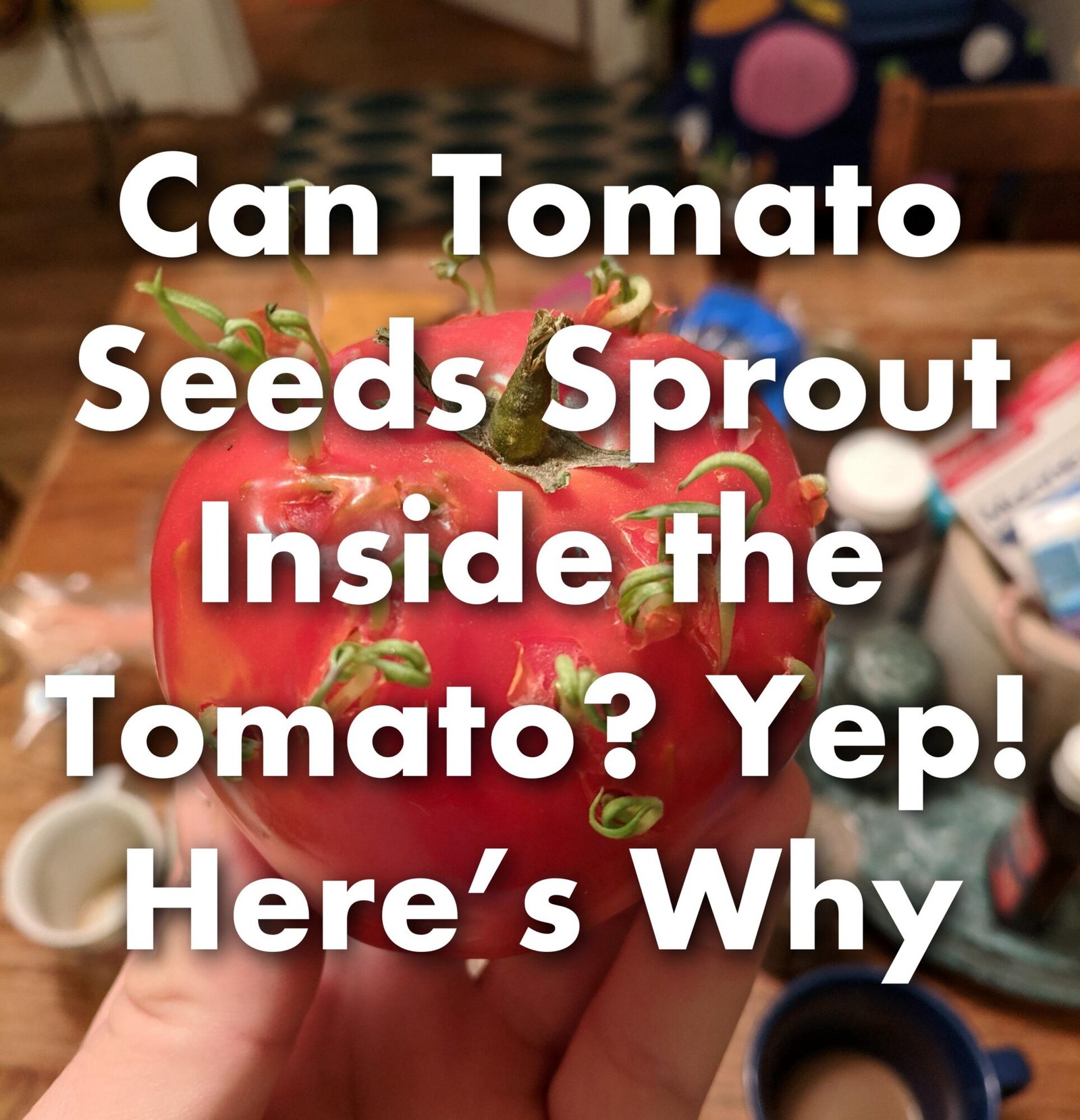 Tomato growing in a tomato