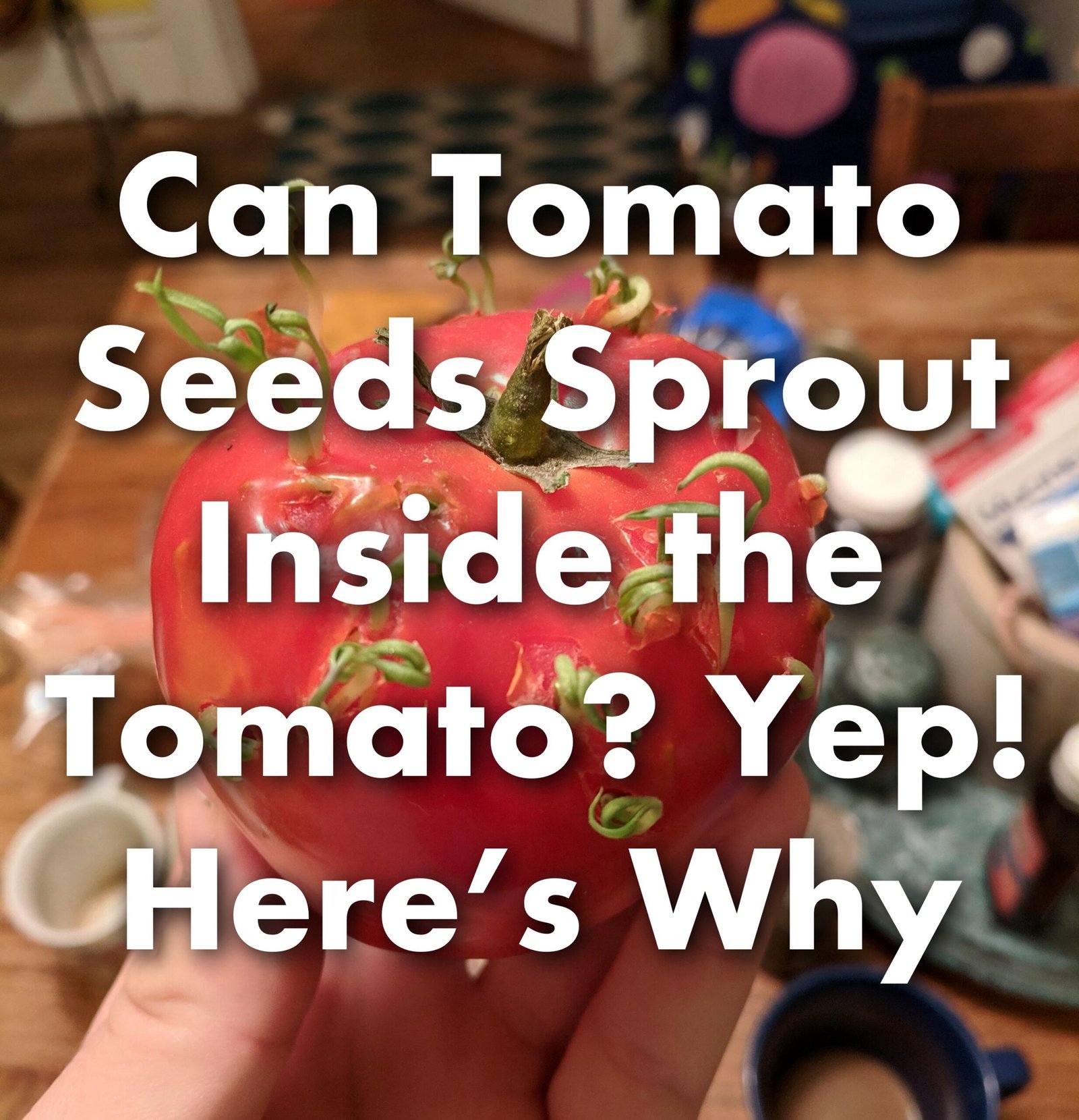 Can Tomato Seeds Sprout Inside the Tomato? Yep—Here’s Why