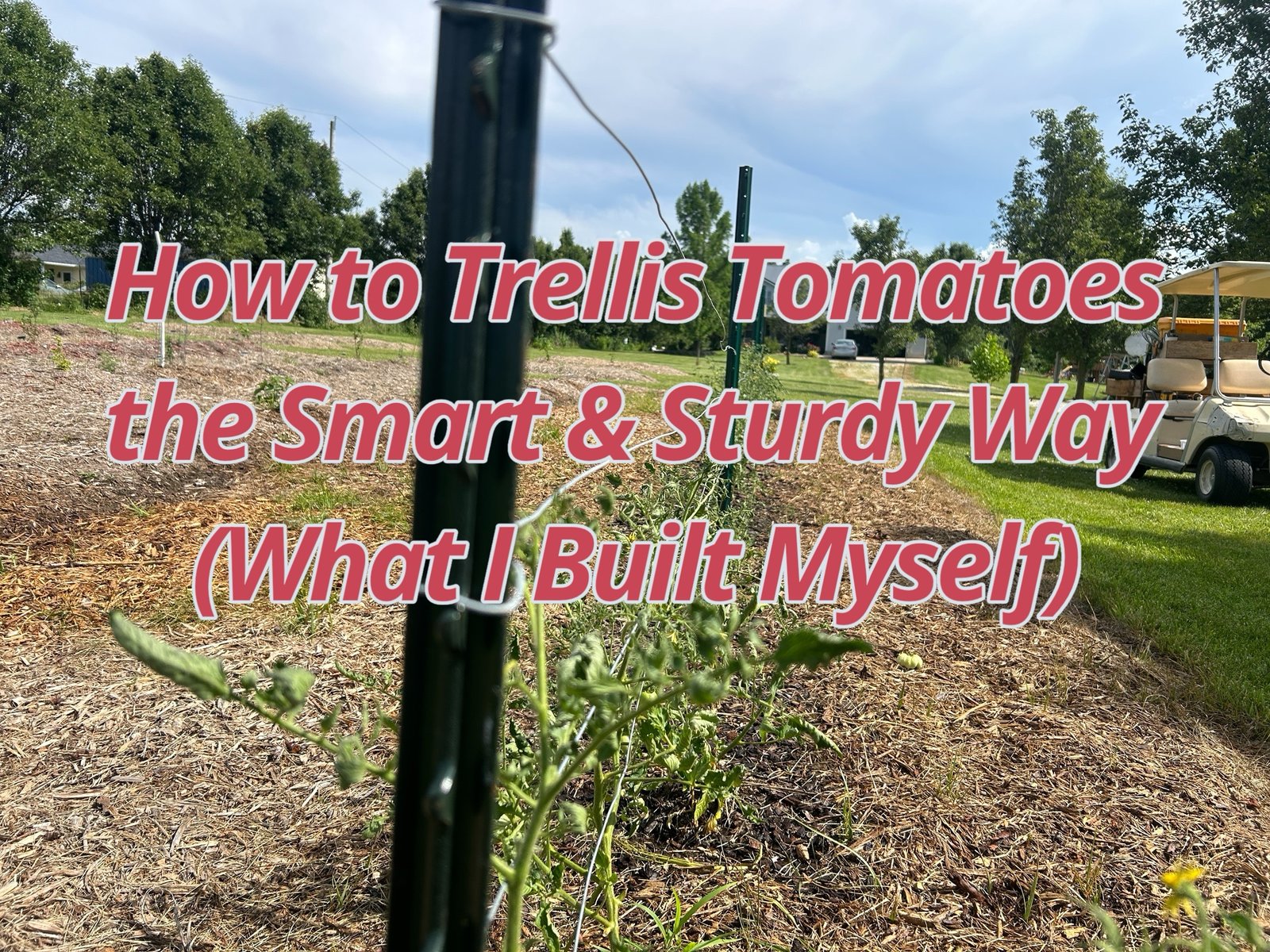 How to Trellis Tomatoes the Smart & Sturdy Way (What I Built Myself)