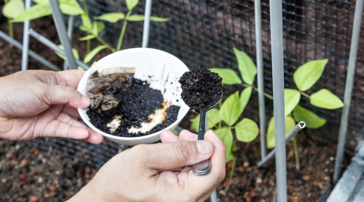 Using coffee grounds on tomato plants