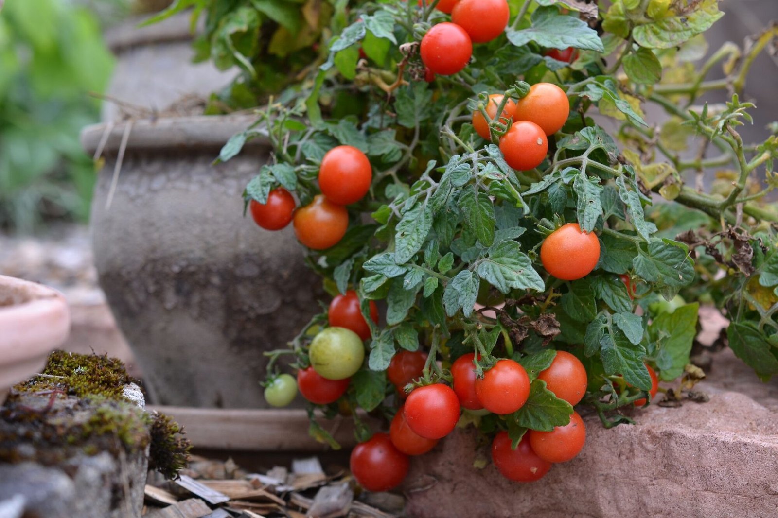 Dwarf tomato plants with tomato fruit starting to ripen