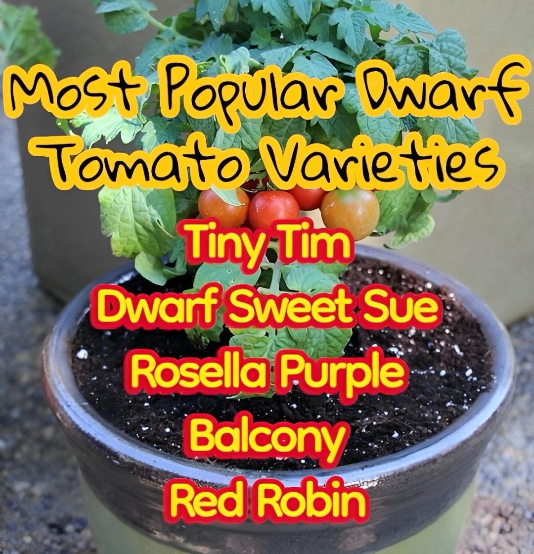 Popular dwarf tomato varieties