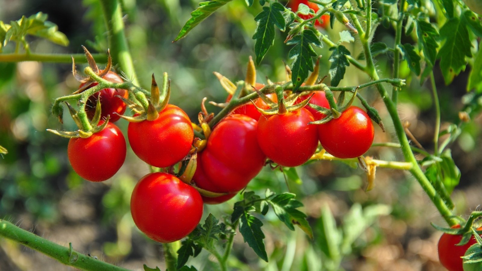 Dwarf tomato’s on dwarf plant