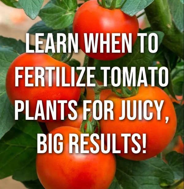 Learn when to fertilize tomatoes