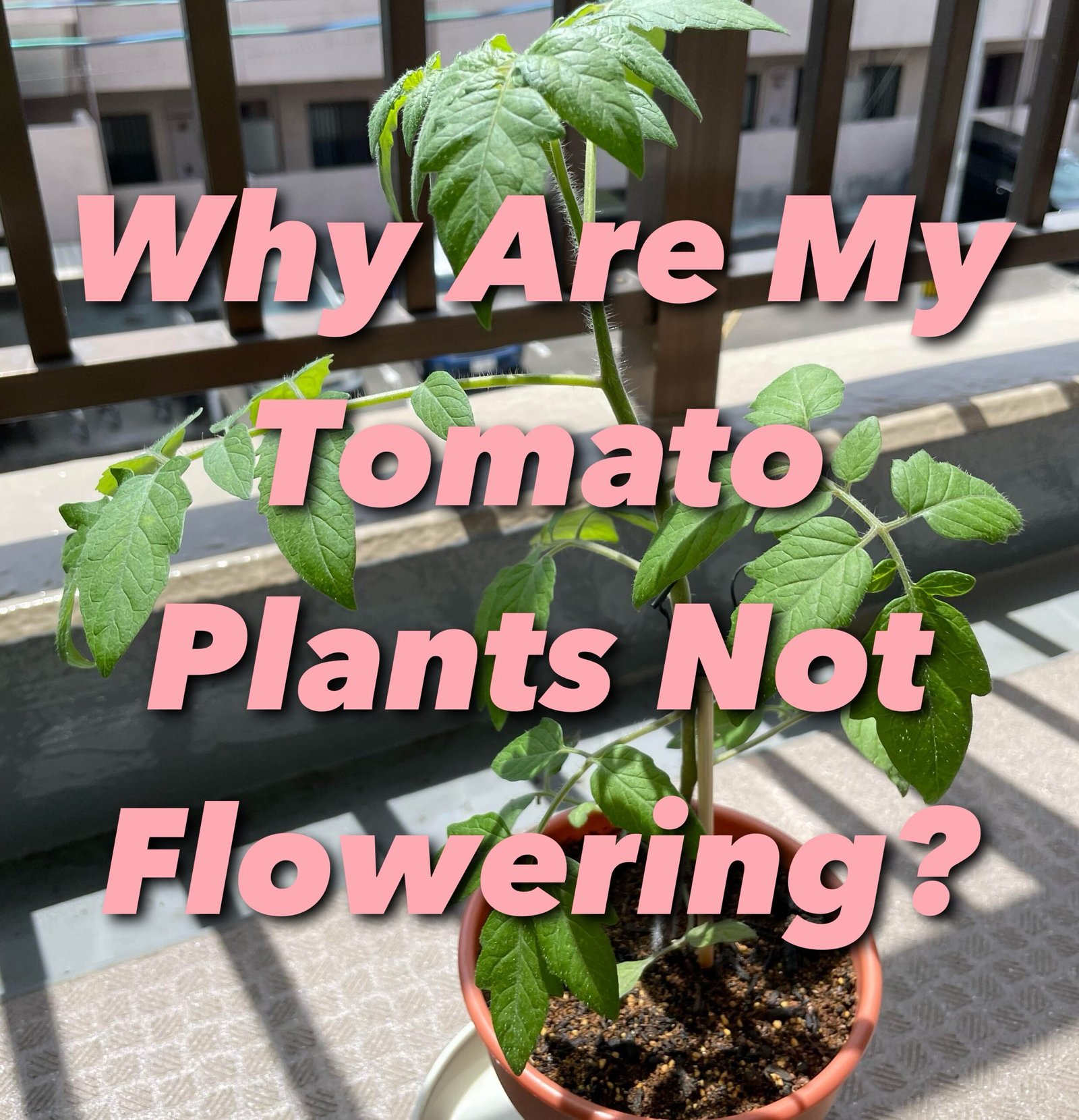 Why Are My Tomato Plants Not Flowering?
