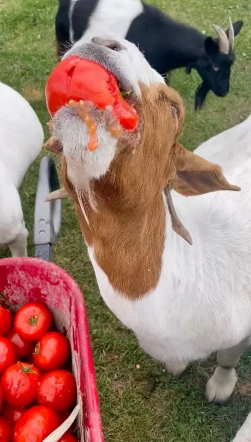 Can goats eat tomato plants 