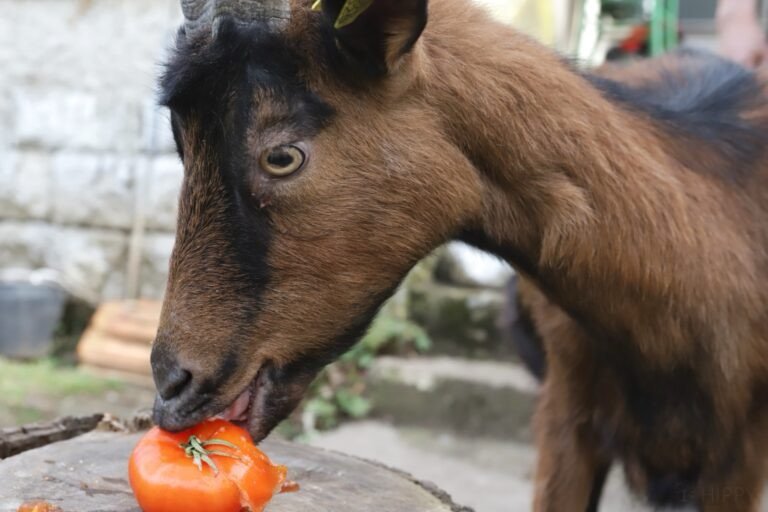 Goat eating a fresh tomato 