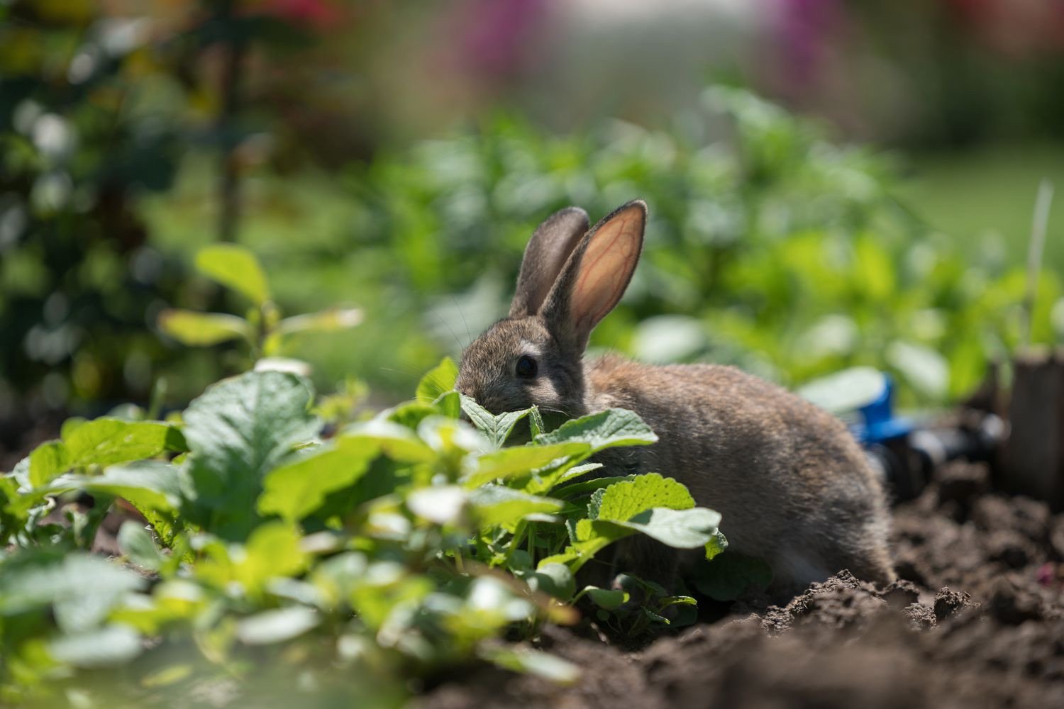 Stop rabbits from eating your plants