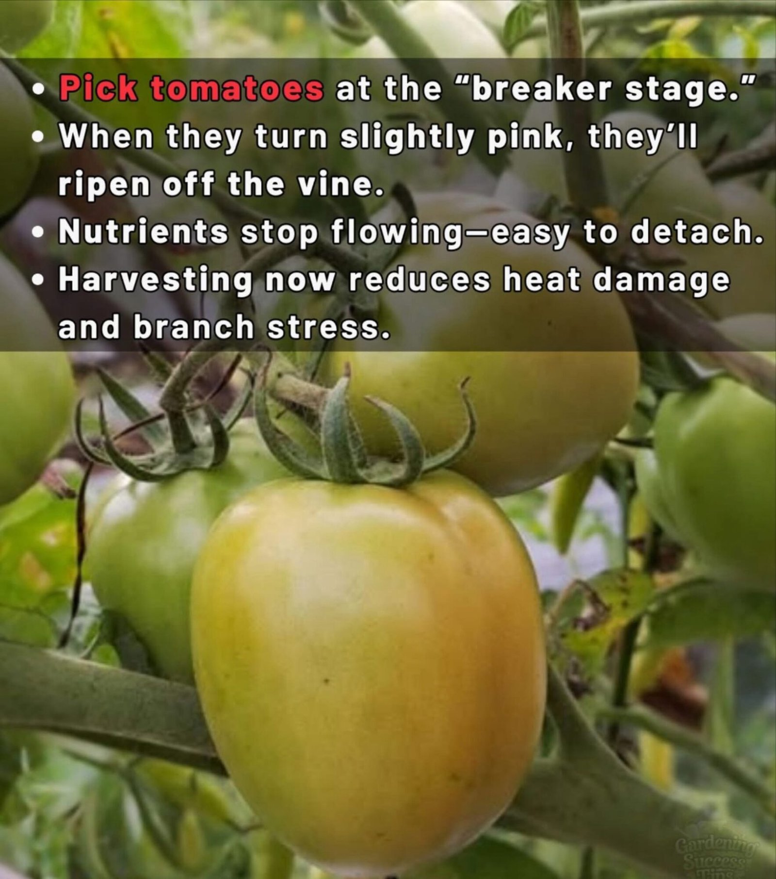 Picking tomatoes at the breaker stage 