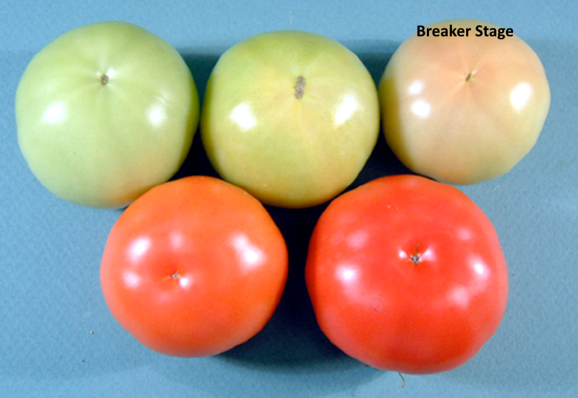 Tomato breaker stage 