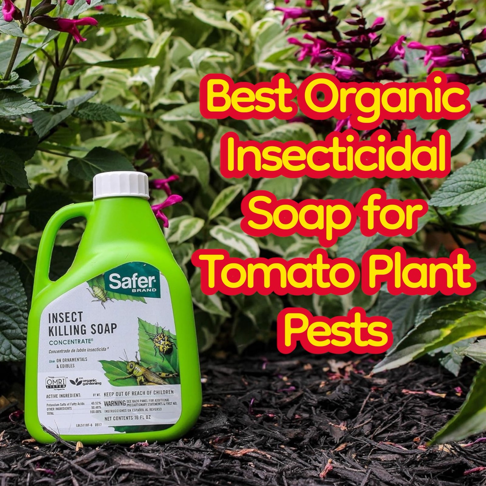 Best Organic Insecticidal Soap for Tomato Plant Pests