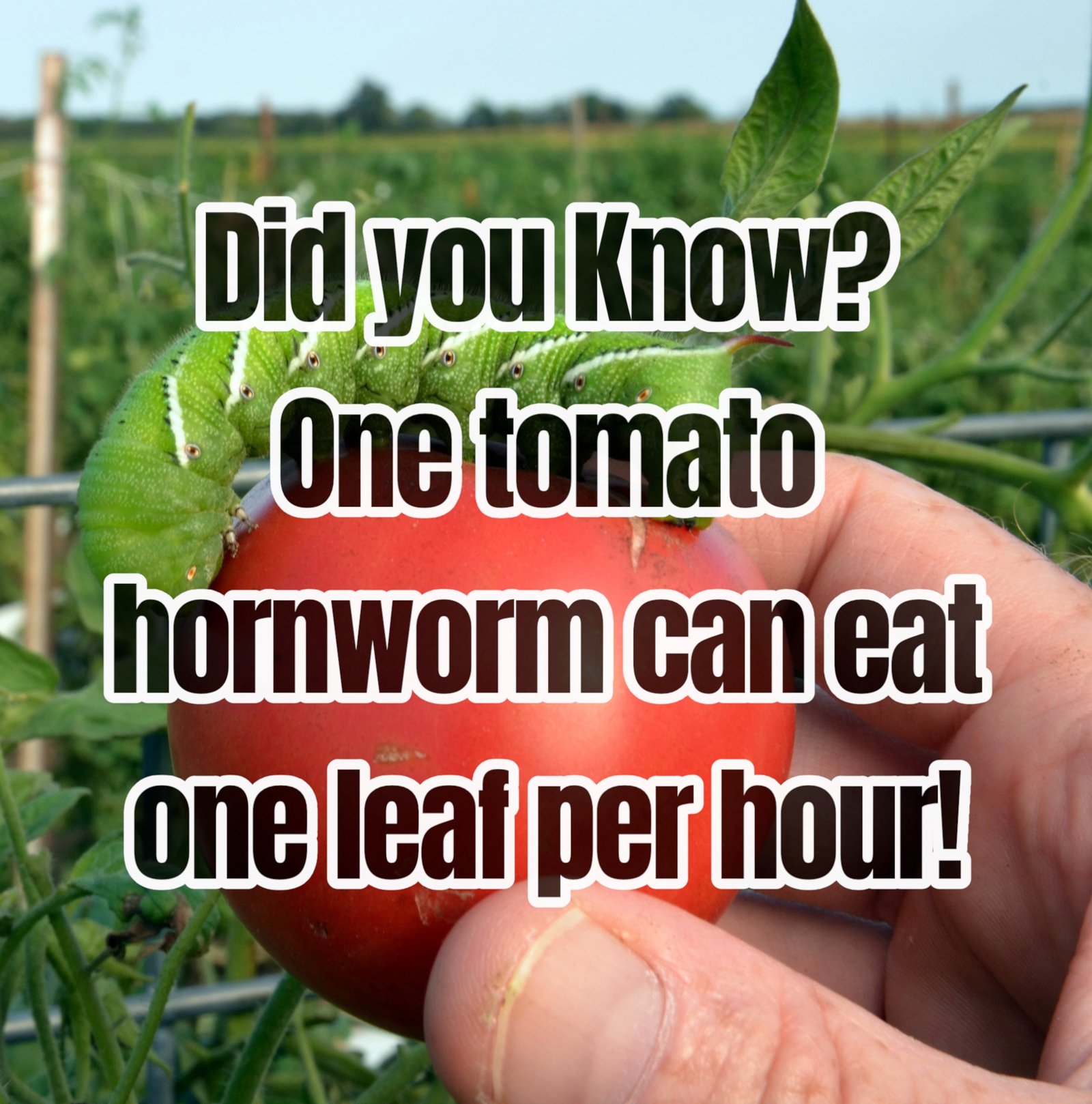 One Tomato Hornworm Can Do Damage Fast!
