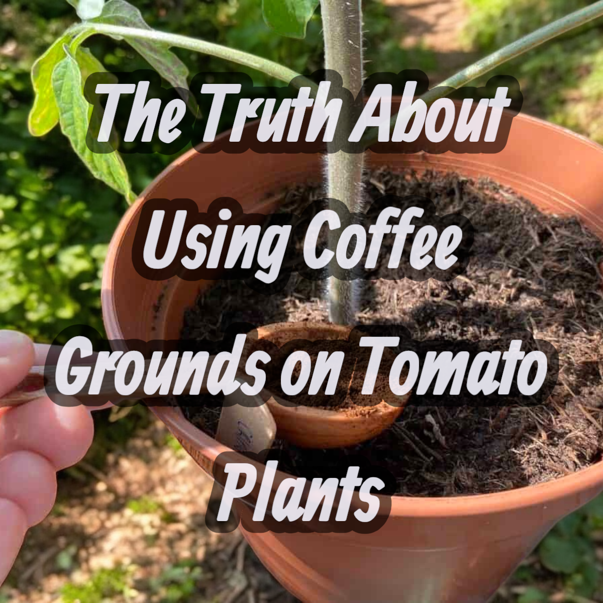 The truth in using coffee grounds for your tomato plants