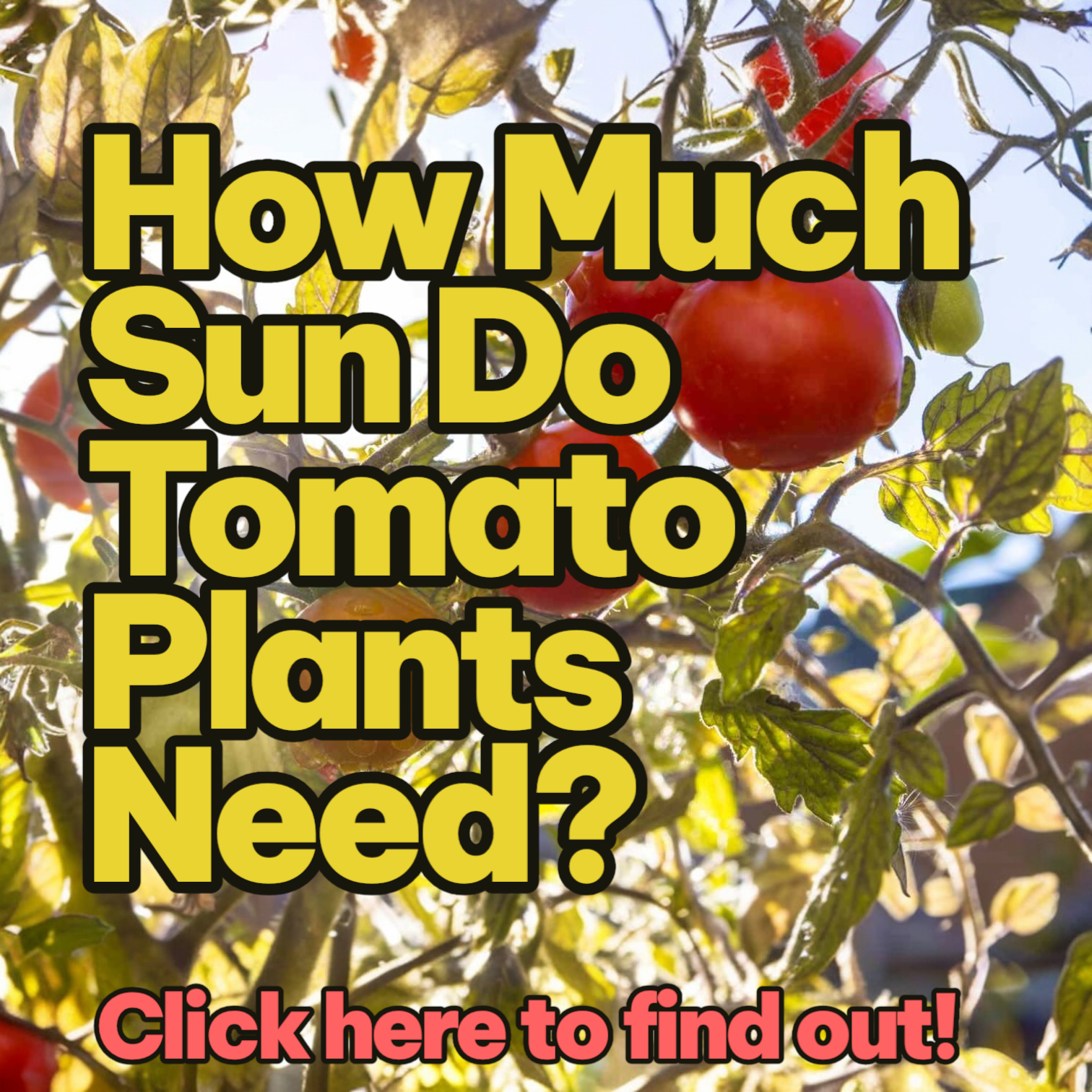 How much sun do my tomstoe plants need to flower