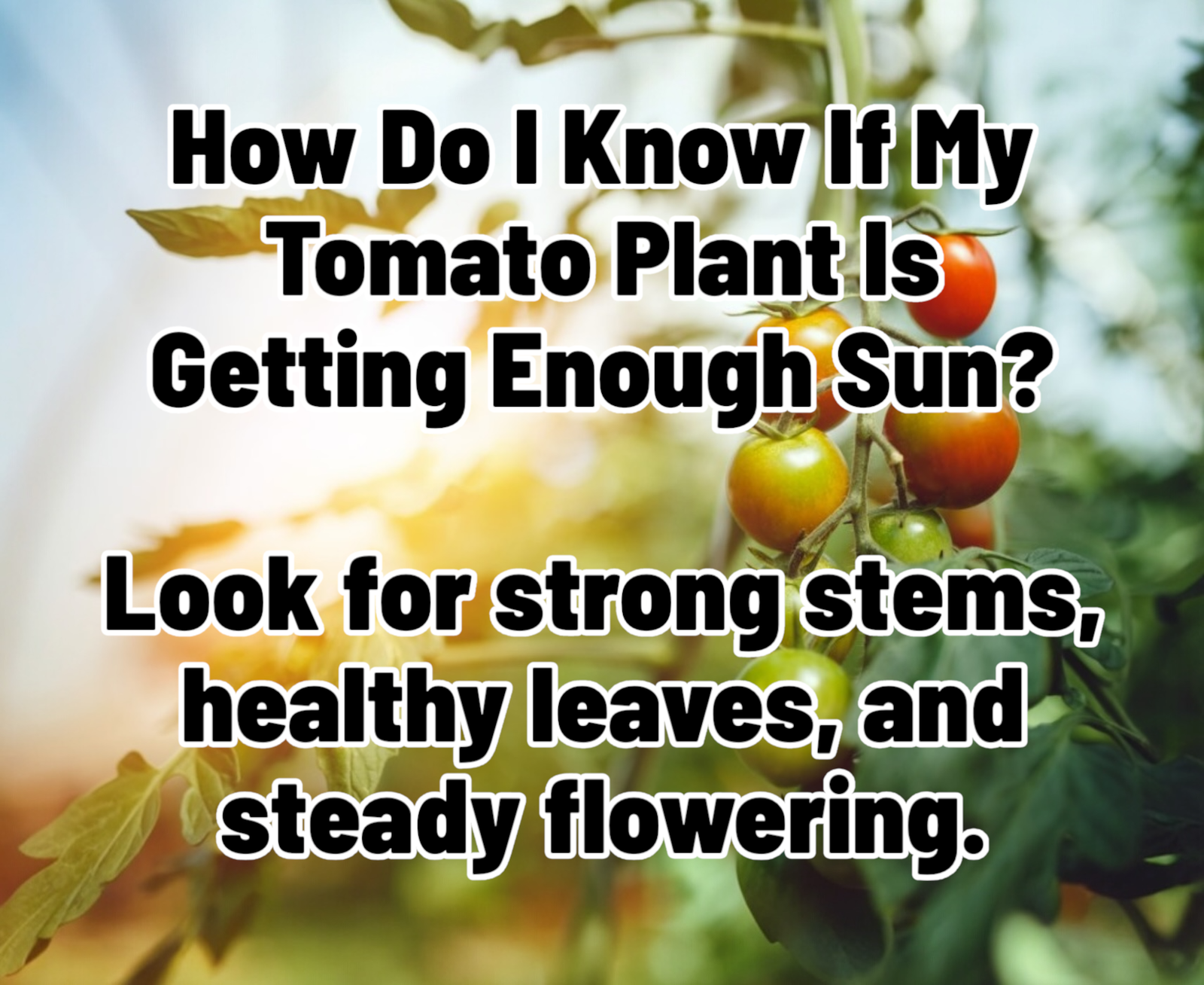 How do I know if my tomatoes are getting enough sun? 