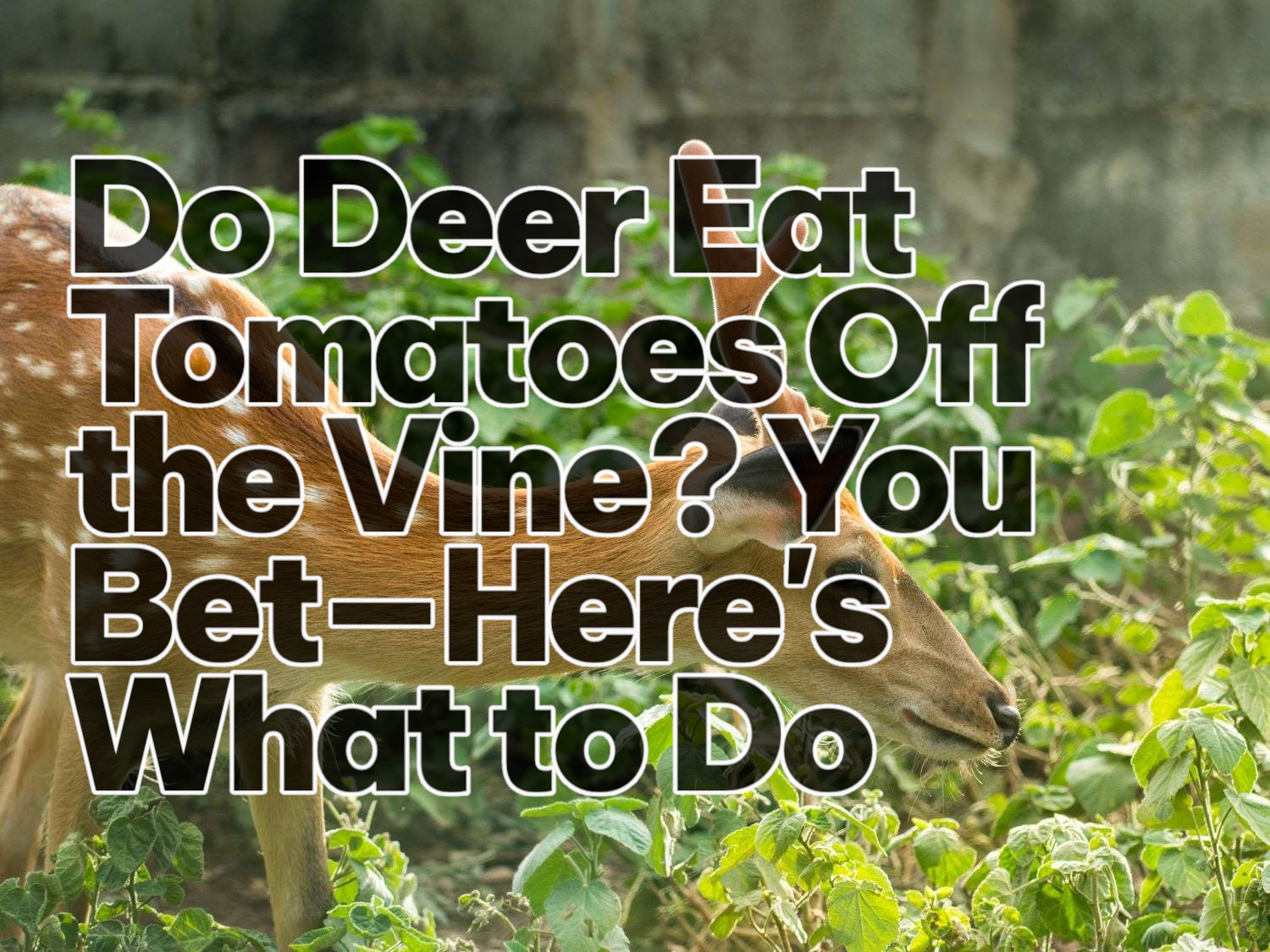 Deer eating my tomato plants