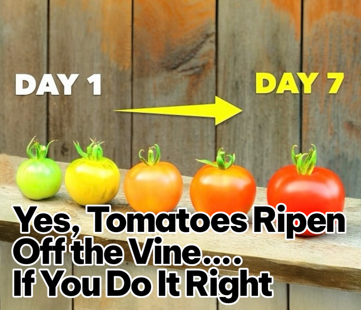 Yes, Tomatoes Ripen Off the Vine—If You Do This Right