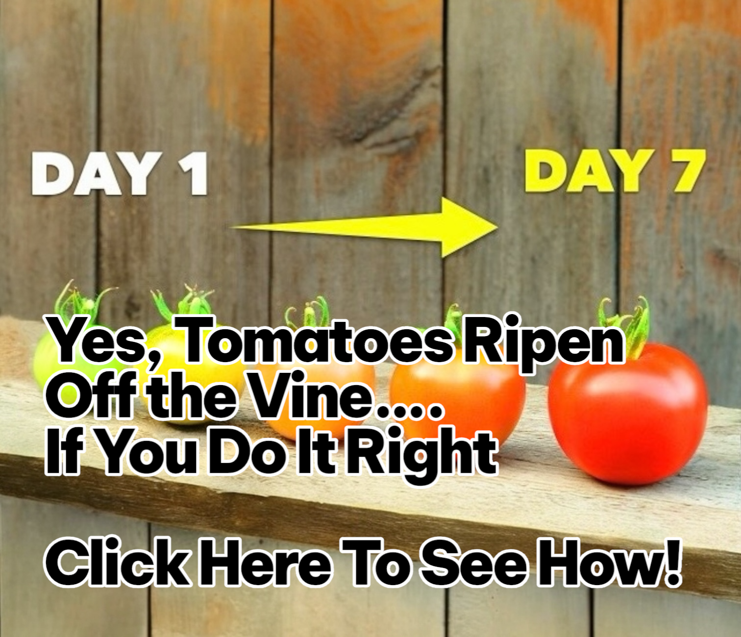 Click here to see how to ripen tomatoes off the vine