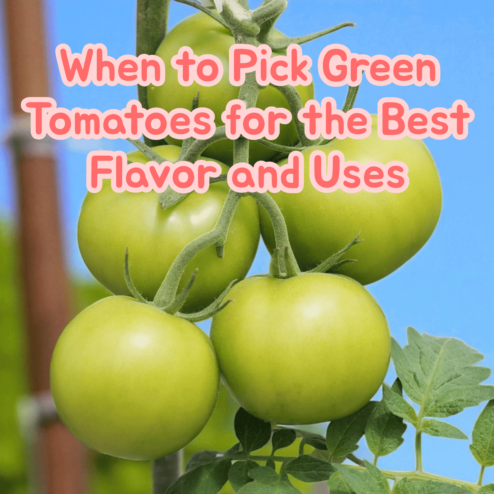 When to Pick Green Tomatoes for the Best Flavor and Uses